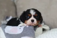 Karter, a male Cavalier King Charles Spaniel for sale in Fresno, OH – 1 of 5