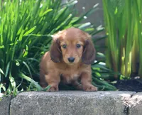 Chloe, a female Miniature Dachshund for sale in Fresno, OH – 5 of 5
