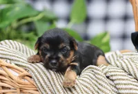 Buckle, a male Yorkshire Terrier for sale in Fresno, OH – Photo 3 of 4