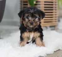 Buckle, a male Yorkshire Terrier for sale in Fresno, OH – Photo 5 of 7