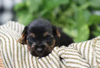 Buckle, a male Yorkshire Terrier for sale in Fresno, OH – Photo 2 of 4