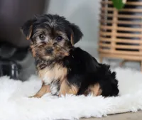 Buckle, a male Yorkshire Terrier for sale in Fresno, OH – Photo 3 of 7