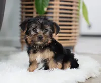 Buckle, a male Yorkshire Terrier for sale in Fresno, OH – Photo 4 of 7