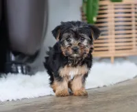 Buckle, a male Yorkshire Terrier for sale in Fresno, OH – Photo 7 of 7