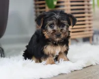Buckle, a male Yorkshire Terrier for sale in Fresno, OH – Photo 2 of 7