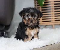 Buckle, a male Yorkshire Terrier for sale in Fresno, OH – Photo 6 of 7