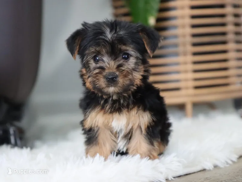 Buckle – Yorkshire Terrier puppy for sale in Fresno, OH