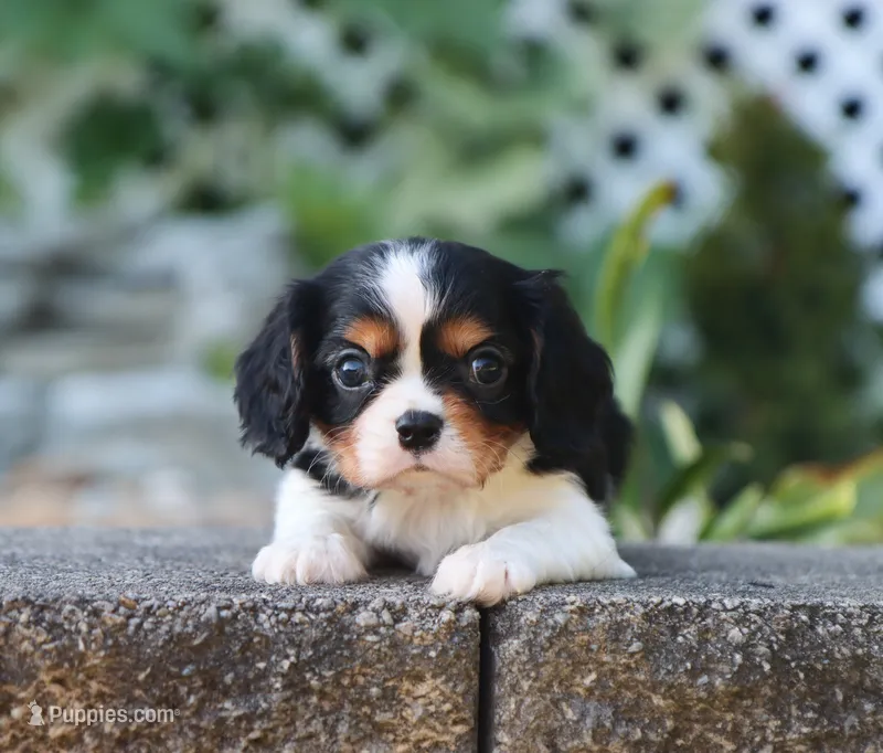 Kaden – Cavalier King Charles Spaniel puppy for sale in Fresno, OH