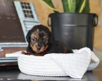Olivia, a female Miniature Dachshund for sale in Fresno, OH – 5 of 5