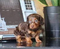 Indie, a female Miniature Dachshund for sale in Fresno, OH – 3 of 4