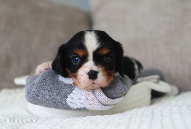 Kaden – Cavalier King Charles Spaniel puppy for sale in Fresno, OH