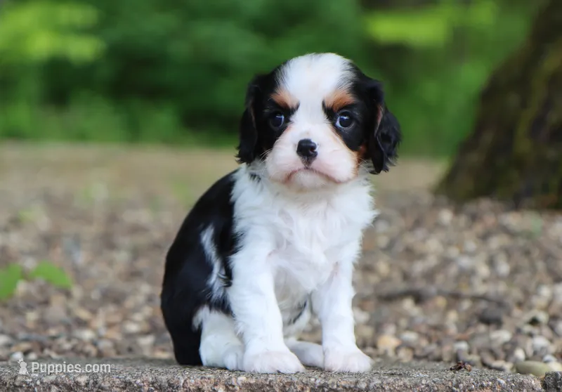 Umar – Cavalier King Charles Spaniel puppy for sale in Fresno, OH