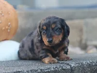 Patrick, a male Miniature Dachshund for sale in Fresno, OH – 3 of 7