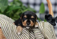 Bennett, a male Yorkshire Terrier for sale in Fresno, OH – Photo 4 of 4