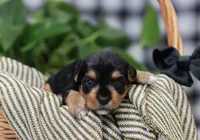 Bennett, a male Yorkshire Terrier for sale in Fresno, OH – Photo 2 of 4