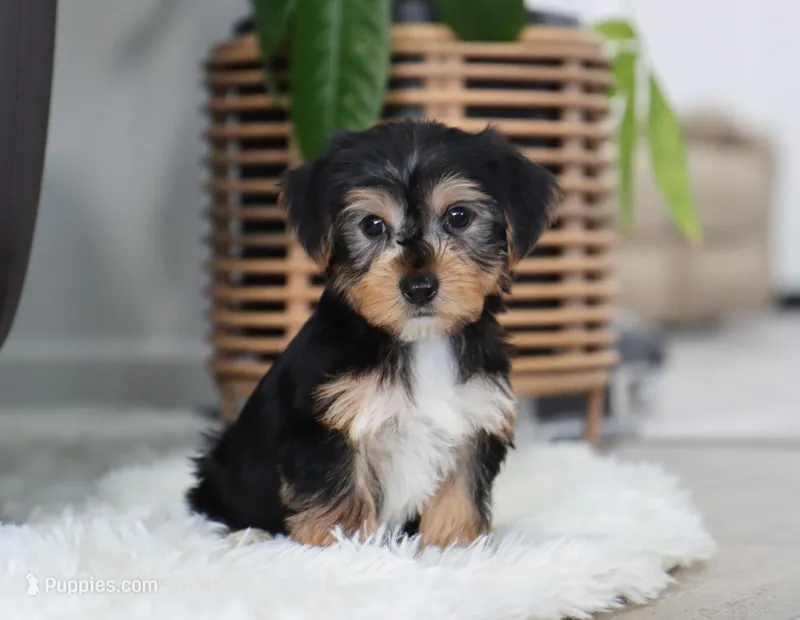 Bennett – Yorkshire Terrier puppy on hold in Fresno, OH