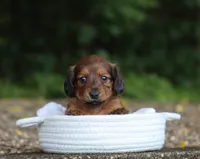 Vivi, a female Miniature Dachshund for sale in Fresno, OH – 3 of 4