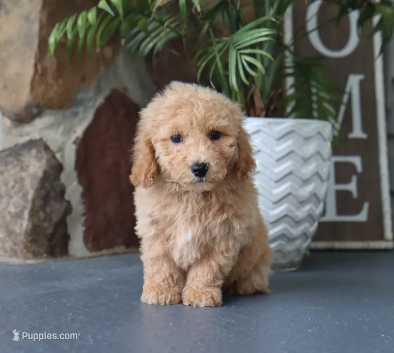 Silas – Maltipoo puppy for sale in Fresno, OH