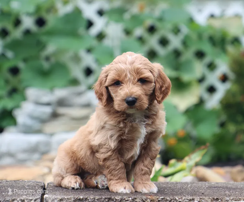 Scarlett – Maltipoo puppy for sale in Fresno, OH