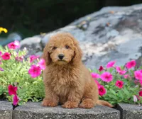Sammy, a male Maltipoo for sale in Fresno, OH – 2 of 4