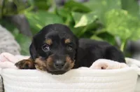 Kylie, a female Miniature Dachshund for sale in Fresno, OH – Photo 3 of 4