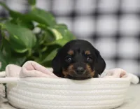 Kylie, a female Miniature Dachshund for sale in Fresno, OH – Photo 1 of 4