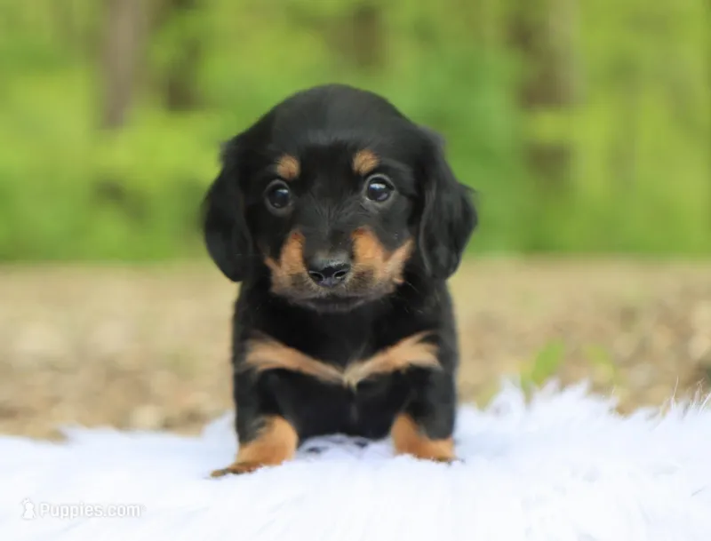 Kylie – Miniature Dachshund puppy for sale in Fresno, OH