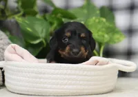 Kylie, a female Miniature Dachshund for sale in Fresno, OH – Photo 4 of 4