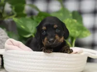 Kylie, a female Miniature Dachshund for sale in Fresno, OH – Photo 2 of 4