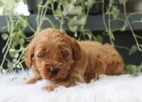 Aamir, a male Miniature Goldendoodle for sale in Fresno, OH – 2 of 5