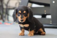 Khloe, a female Miniature Dachshund for sale in Fresno, OH – 3 of 5