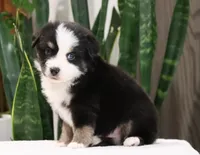 Diego, a male Miniature Australian Shepherd for sale in Fresno, OH – Photo 4 of 4