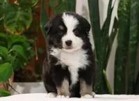 Diego, a male Miniature Australian Shepherd for sale in Fresno, OH – Photo 1 of 4