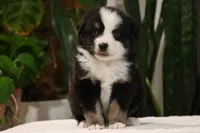 Diego, a male Miniature Australian Shepherd for sale in Fresno, OH – Photo 2 of 4