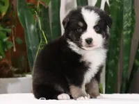 Diego, a male Miniature Australian Shepherd for sale in Fresno, OH – Photo 3 of 4