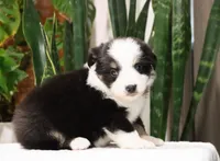 Dominic, a male Miniature Australian Shepherd for sale in Fresno, OH – Photo 4 of 4