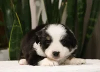 Dominic, a male Miniature Australian Shepherd for sale in Fresno, OH – Photo 3 of 4