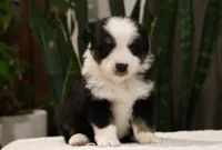 Dominic, a male Miniature Australian Shepherd for sale in Fresno, OH – Photo 1 of 4