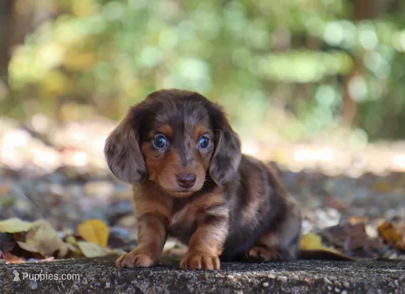 Lucy – Miniature Dachshund puppy for sale in Fresno, OH