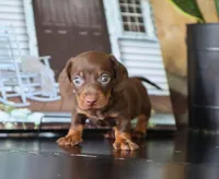 Isaiah, a male Miniature Dachshund for sale in Fresno, OH – 2 of 4