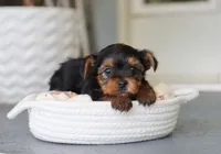 Eric, a male Yorkshire Terrier for sale in Fresno, OH – 2 of 4