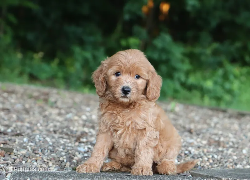Aria – Miniature Goldendoodle puppy for sale in Fresno, OH