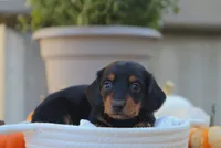 Lola, a female Miniature Dachshund for sale in Fresno, OH – 3 of 4