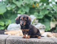 Olivia, a female Miniature Dachshund for sale in Fresno, OH – 2 of 9