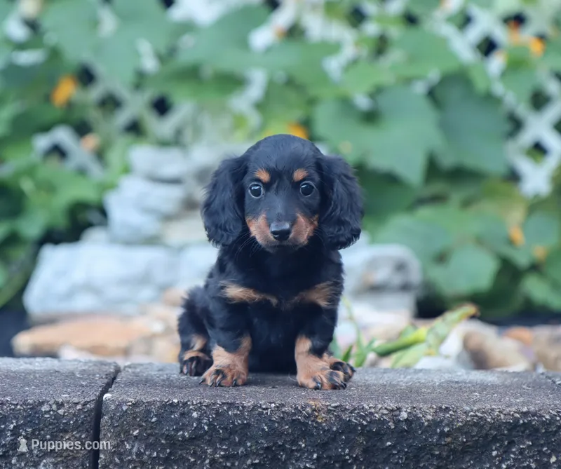 Olya – Miniature Dachshund puppy for sale in Fresno, OH