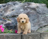 Silas, a male Maltipoo for sale in Fresno, OH – 1 of 3