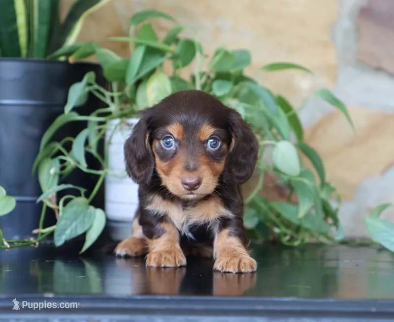 Umar – Miniature Dachshund puppy for sale in Fresno, OH