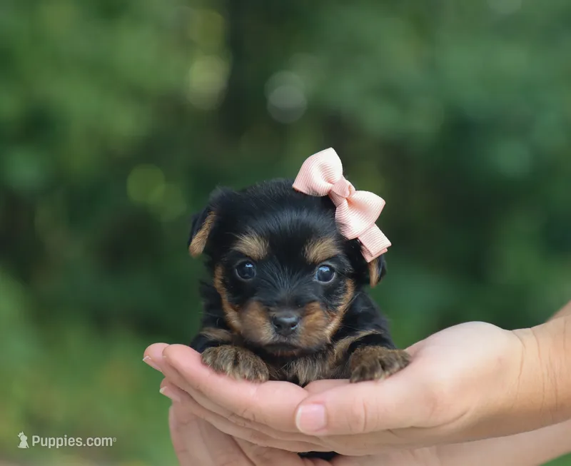 Harper – Yorkshire Terrier puppy for sale in Fresno, OH