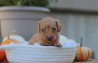 Layla, a female Miniature Dachshund for sale in Fresno, OH – 3 of 4