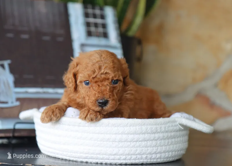 Sammy – Maltipoo puppy for sale in Fresno, OH